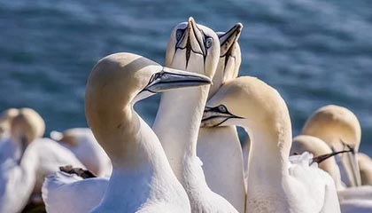 菲律宾高层震动,拉开“变天”序幕,扳倒小马科斯的战斗已打响?