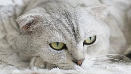 穆帅执教本菲卡引发土耳其球迷愤怒:执教费内巴切是错误的回归?