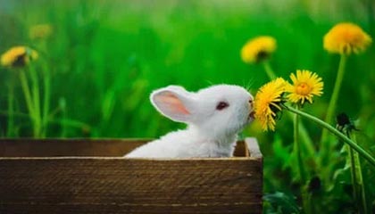 贾国龙听到“1岁孩子在西贝学会吃饭,都掉泪了” 客服:发文后遭到网暴已删除