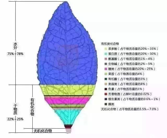 茶叶入门知识