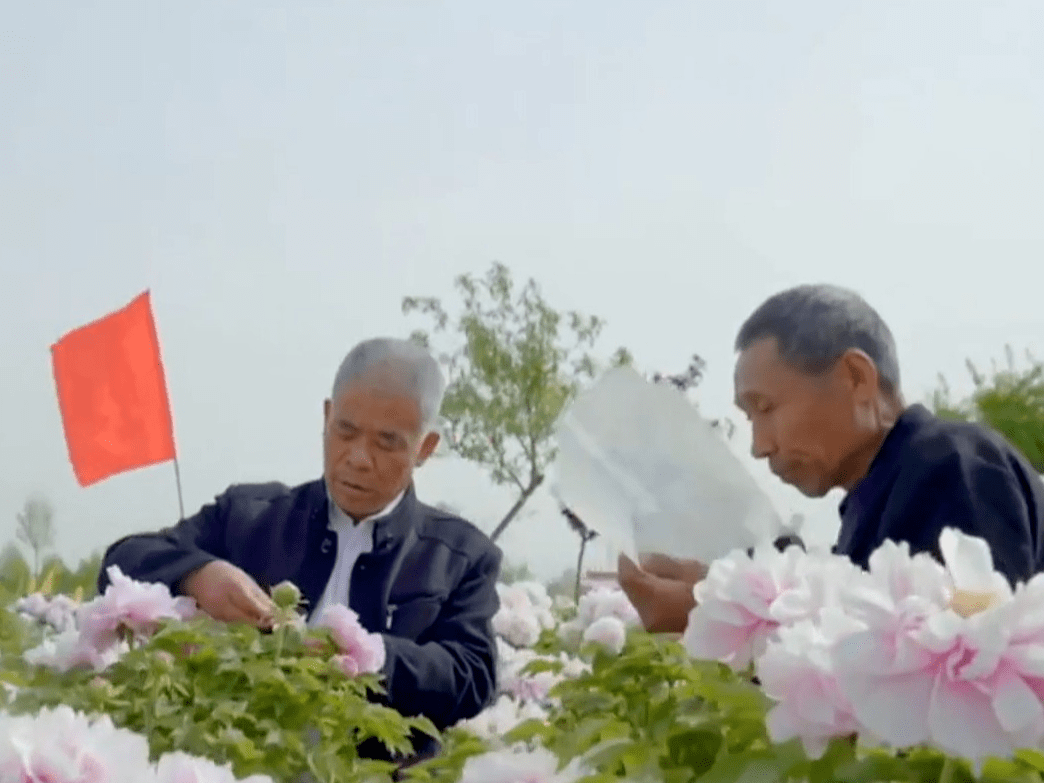 【新闻资讯】一朵花与一座城的成长