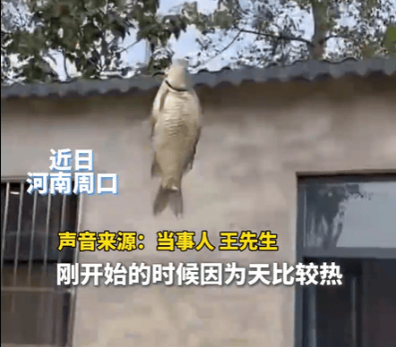 男子在家操控无人机钓鱼<strong></p>
<p>炒股群 推荐贵金属</strong>，当天就钓上十几条，当事人：不要轻易尝试，已被鱼拉下水十几个无人机