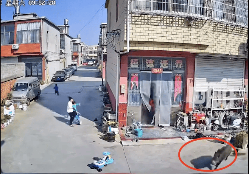 街头横冲直闯<strong></p>
<p>贵金属模拟试题</strong>，抱娃女子被撞伤，警方：已被特警击毙