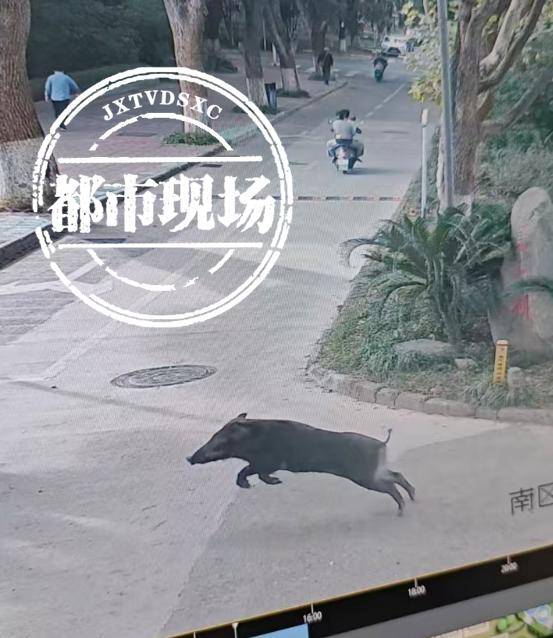 江西一高校惊现野猪<strong></p>
<p>济南回收贵金属</strong>，最后在食堂被成功抓获