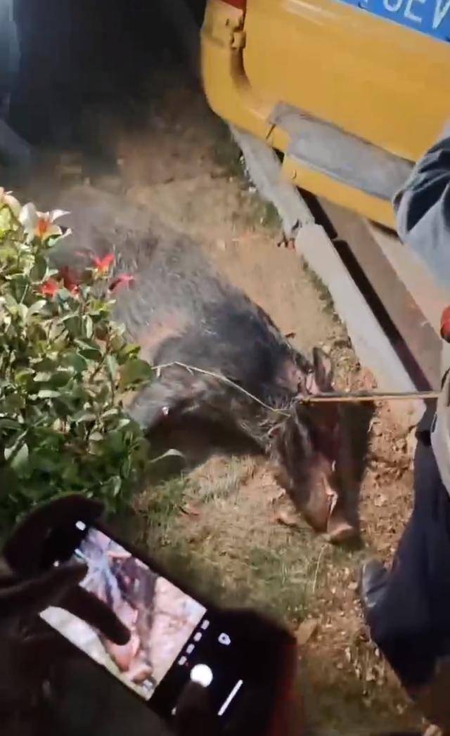 江西一高校惊现野猪<strong></p>
<p>济南回收贵金属</strong>，最后在食堂被成功抓获