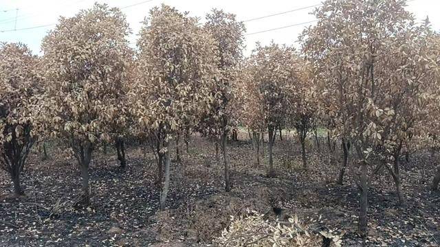 群众近千棵桂花树被烧死<strong></p>
<p>网易贵金属找代理</strong>，为何不立案？驻马店回应