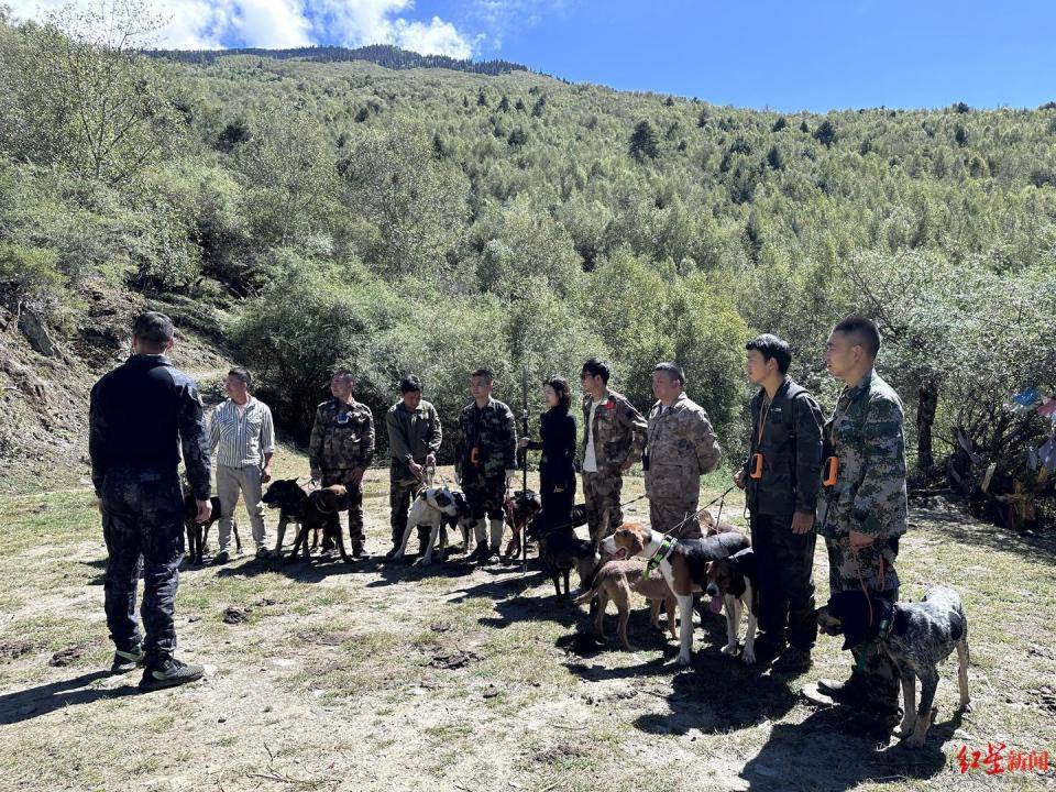 揭秘“野猪猎捕队”丨海拔3000米高山密林<strong></p>
<p>融祥贵金属诈骗</strong>，记者跟队直击猎捕野猪全过程