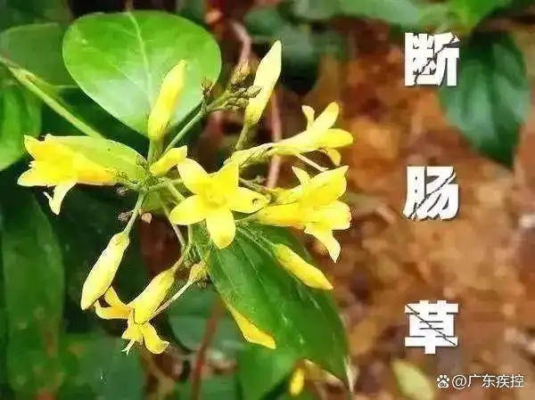 广东一老人买药材煲汤中毒身亡 当地：店铺误售断肠草<strong></p>
<p>静海贵金属检测中心</strong>，老板被拘留