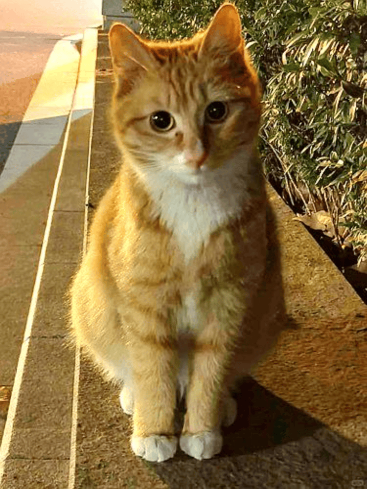 南京大学校庆日“校猫”被钢珠打碎头骨？校保卫处：看了一夜监控<strong></p>
<p>DOTAPP下载</strong>，暂未锁定嫌疑人