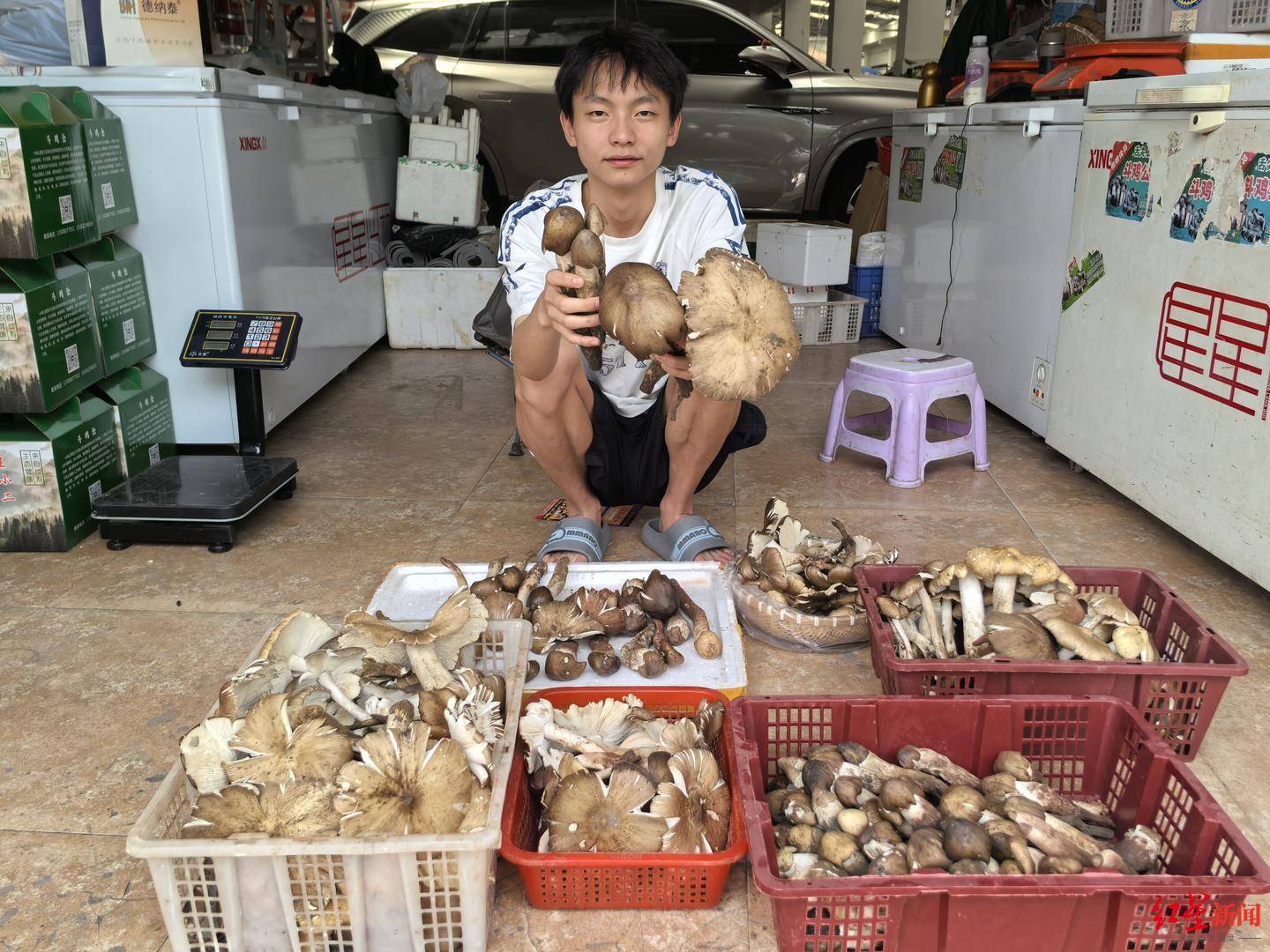 “天价”鸡枞调查：最贵卖到1800元/公斤！雨水少致产量低<strong></p>
<p>币安币APP下载</strong>，多地价高客少