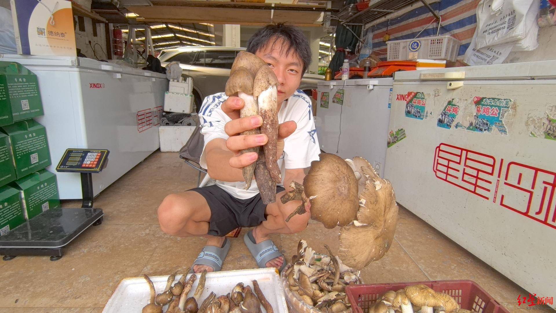 “天价”鸡枞调查：最贵卖到1800元/公斤！雨水少致产量低<strong></p>
<p>币安币APP下载</strong>，多地价高客少