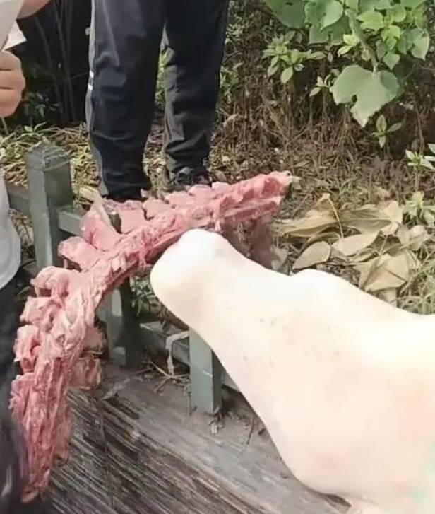 四川自贡一小学被曝使用发臭猪肉<strong></p>
<p>比特币APP下载</strong>，官方通报：已封存，正在检测