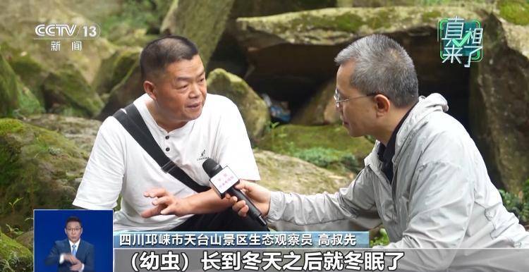 网传萤火虫濒临灭绝<strong></p>
<p>DOT价格</strong>，是真的吗？