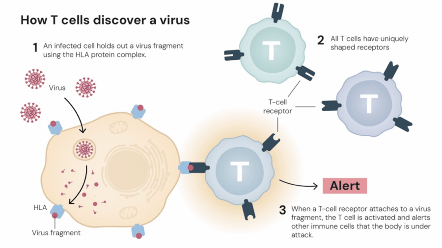 这个诺奖迟到了30年<strong></p>
<p>数字货币交易网站</strong>！三位科学家揭示免疫系统如何避免“自相残杀”