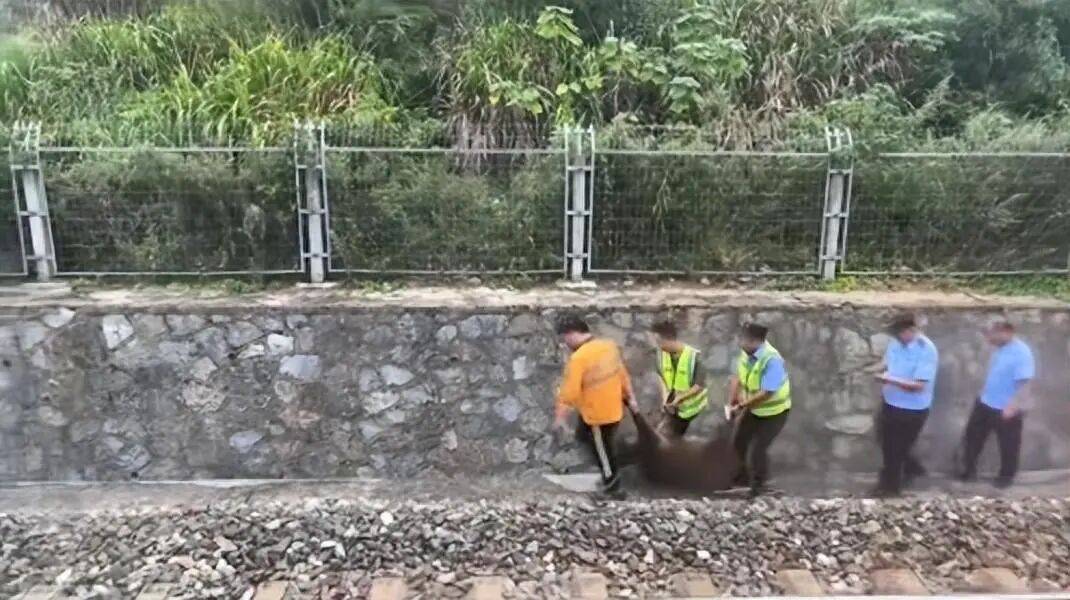 湖北一列车撞上野猪致停运<strong></p>
<p>数字货币交易所投资</strong>，铁路局：野猪已无害化处理，列车正常运行；附近曾发生多起野猪伤人事件