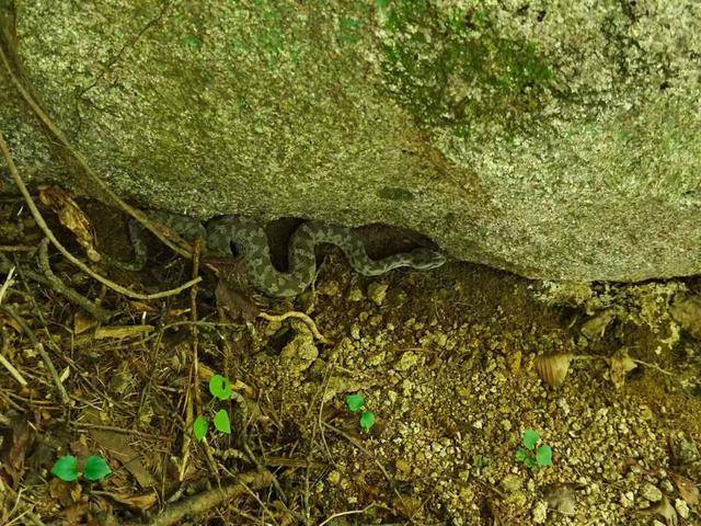 青岛大叔挖水沟发现一窝尖头毒蛇，专家：系本地红脖颈槽蛇，毒性弱咬伤概率低