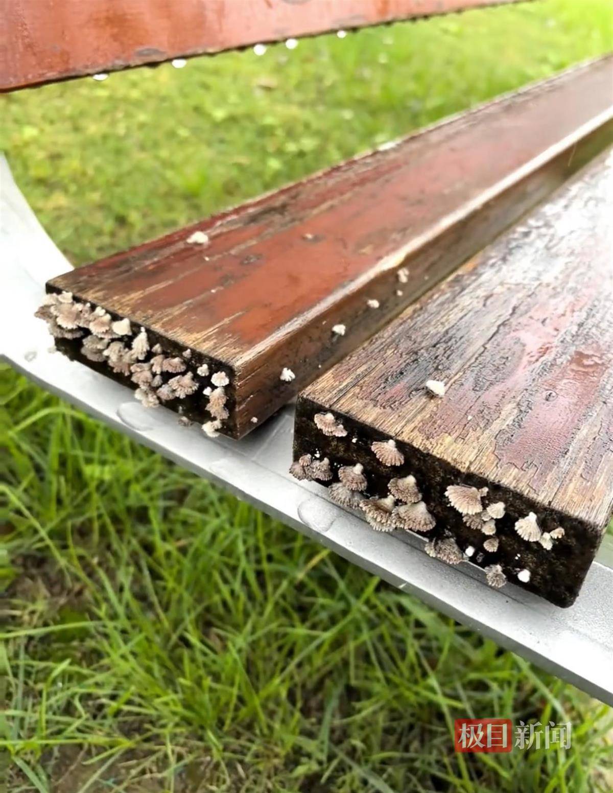 西安连续一个多月降雨遍地长蘑菇<strong></p>
<p>数字货币交易APP下载</strong>，大雁塔受潮，城墙布满青苔，气象局解释成因