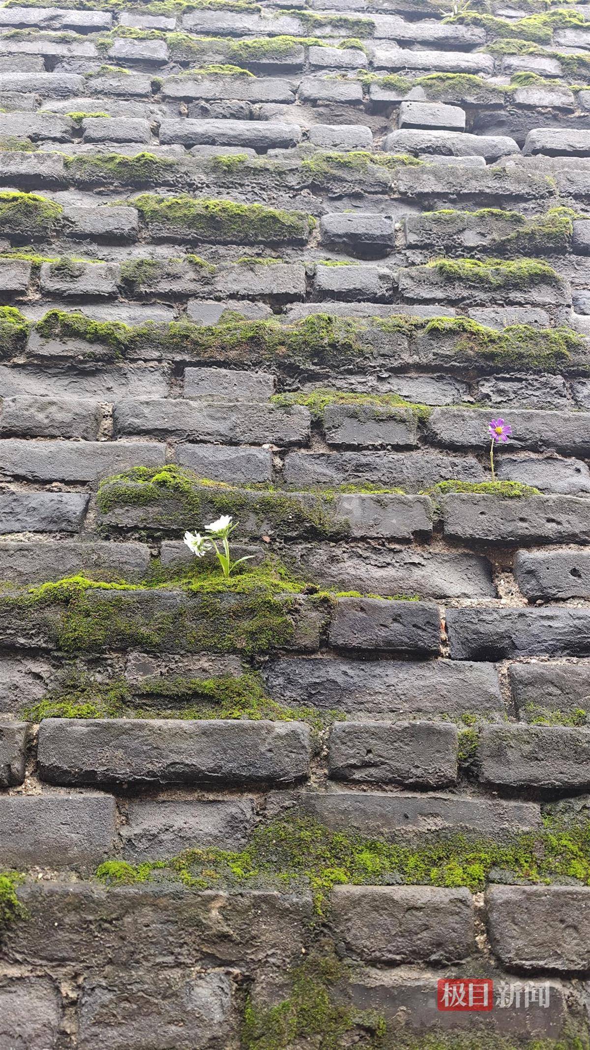 西安连续一个多月降雨遍地长蘑菇<strong></p>
<p>数字货币交易APP下载</strong>，大雁塔受潮，城墙布满青苔，气象局解释成因