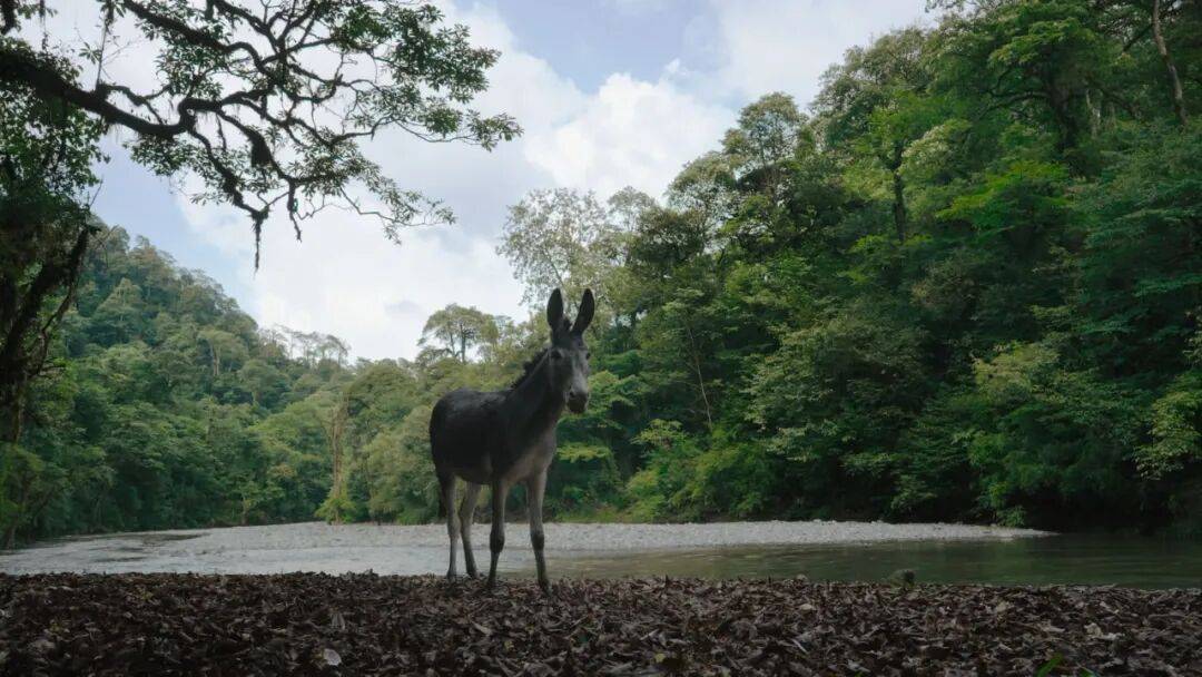 为什么说现在不缺牛马<strong></p>
<p>数字货币交易APP下载</strong>，就缺驴？