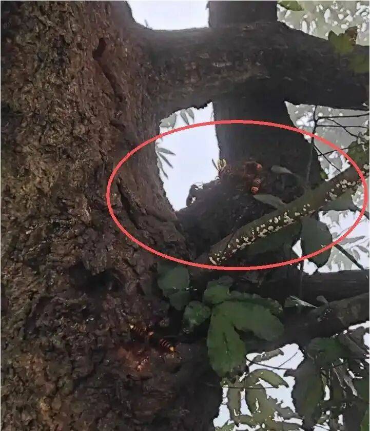 4名游客景区内遭马蜂袭击<strong></p>
<p>数字货币交易APP下载</strong>，旅游度假区：是森林公园不卖门票，蜇伤先就医后提供证据投诉