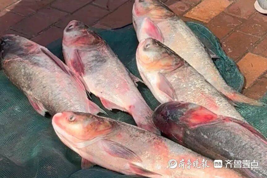 “鱼多得数不过来<strong></p>
<p>数字货币交易所交易平台</strong>，一网子下去能捞好几条”济南锦绣川水库开闸放水，大量鲢鱼被冲出，工作人员：禁止捕捞！