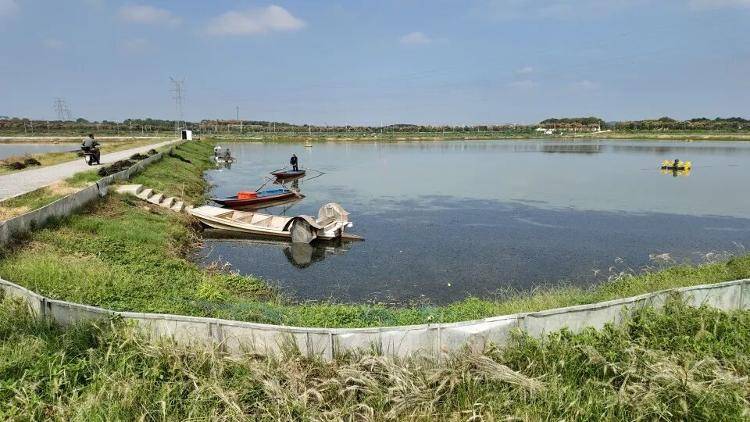 武汉江夏一地大闸蟹大量上市<strong></p>
<p>数字货币app</strong>，日产1000斤当天售完，每只螃蟹有自己的“身份证”，吃深海小黄鱼长大