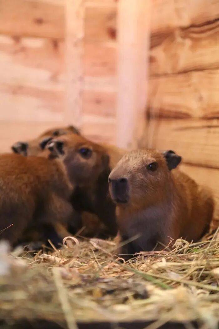 出生1小时就能独立行走<strong></p>
<p>数字货币平台</strong>，济南动物园“果果”和“豚豚”的4只新生幼崽，周末和市民见面