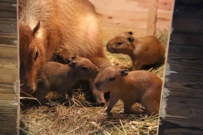 出生1小时就能独立行走<strong></p>
<p>数字货币平台</strong>，济南动物园“果果”和“豚豚”的4只新生幼崽，周末和市民见面