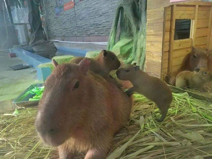 出生1小时就能独立行走<strong></p>
<p>数字货币平台</strong>，济南动物园“果果”和“豚豚”的4只新生幼崽，周末和市民见面