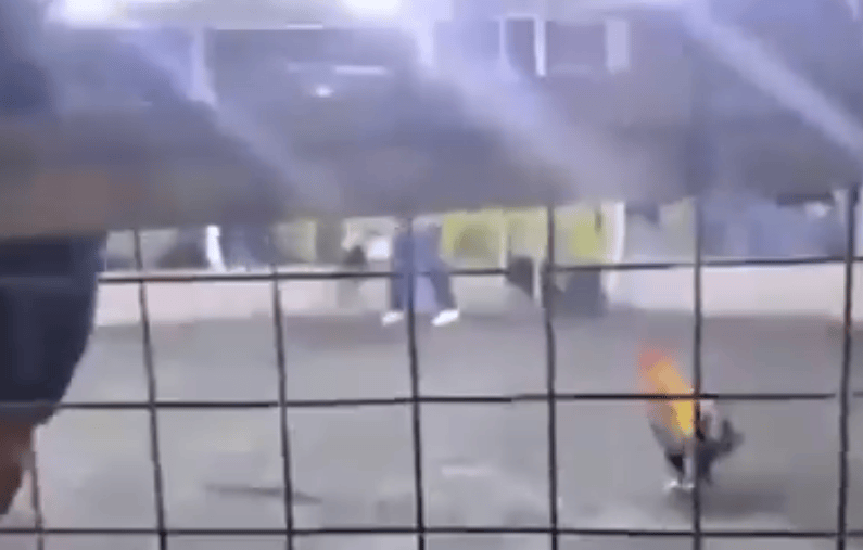 男子遭自家斗鸡攻击大出血死亡<strong></p>
<p>数字货币网站</strong>，鸡脚上绑有锋利刀片，当地赛事奖金高达21万