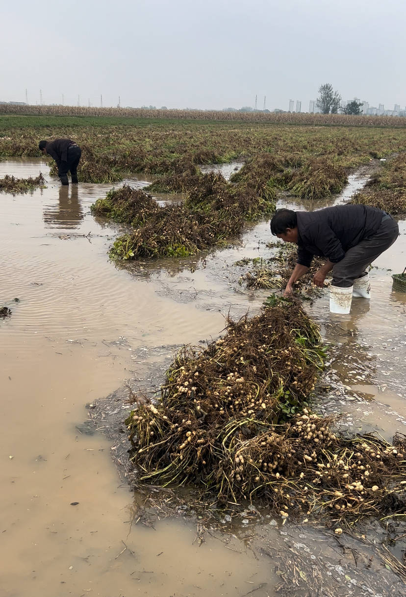 夏旱之后又秋涝<strong></p>
<p>数字货币APP下载</strong>，一位河南农户的花生抢收战