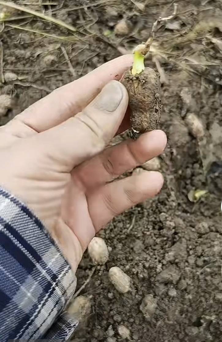 夏旱之后又秋涝<strong></p>
<p>数字货币APP下载</strong>，一位河南农户的花生抢收战