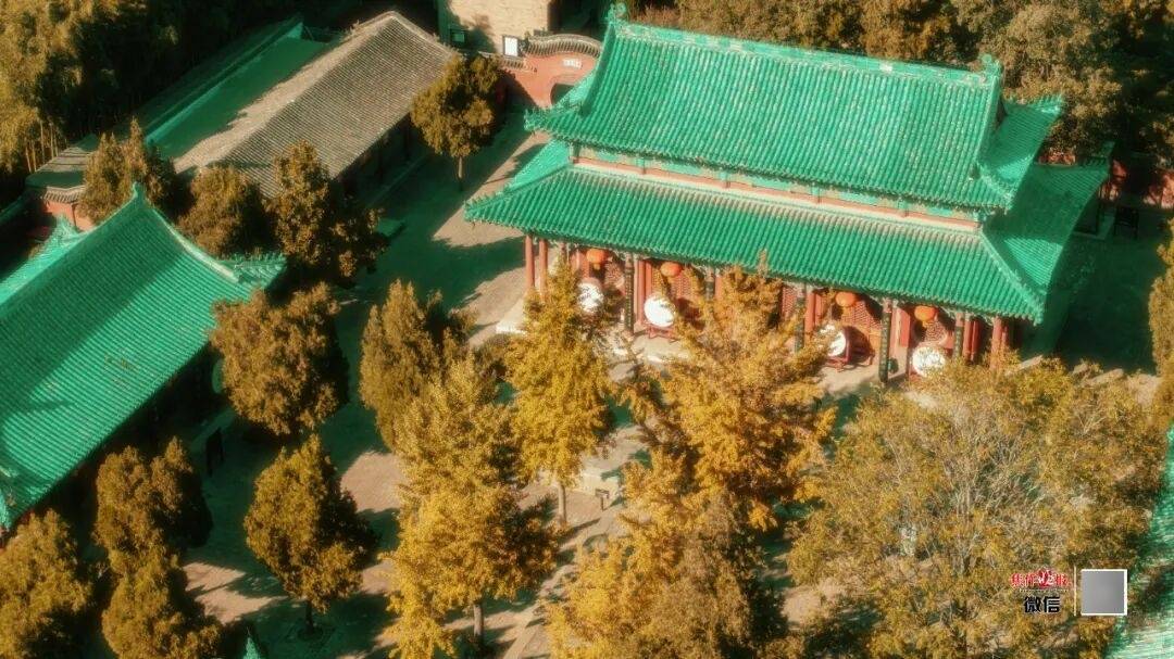 银杏金黄<strong></p>
<p>数字货币APP下载</strong>！铺满焦作的秋天！