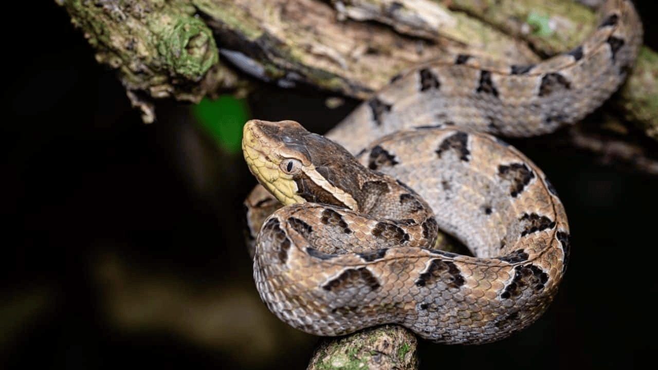 泰国女子在ATM机取钱<strong></p>
<p>数字货币交易平台</strong>，取款口突然窜出一条蛇
