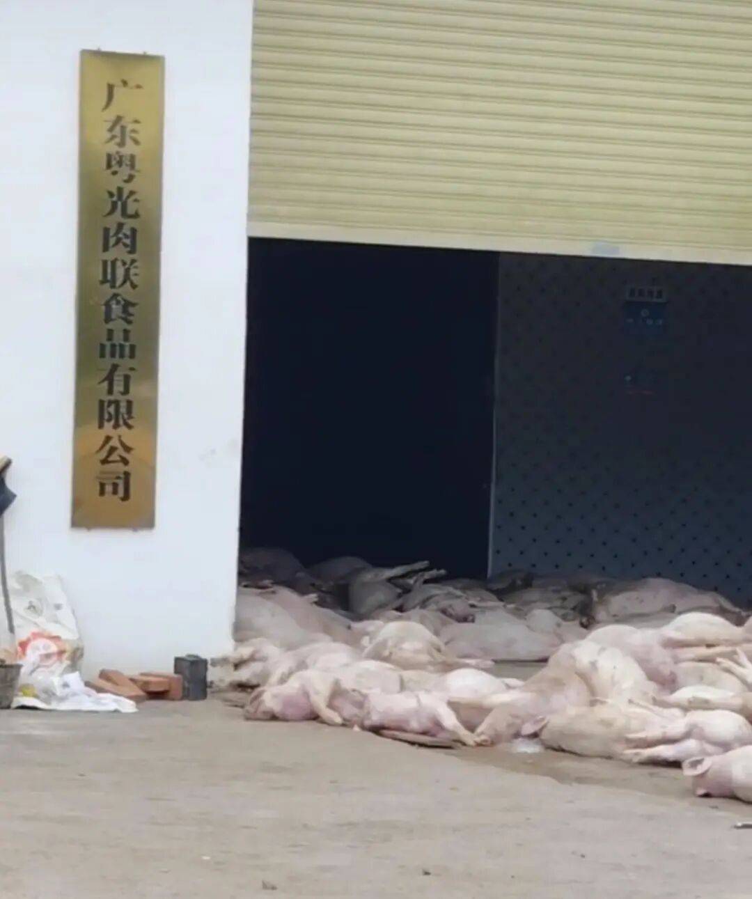 广东一肉联公司门口堆满死猪<strong></p>
<p>数字货币价格</strong>，官方：7人被控制