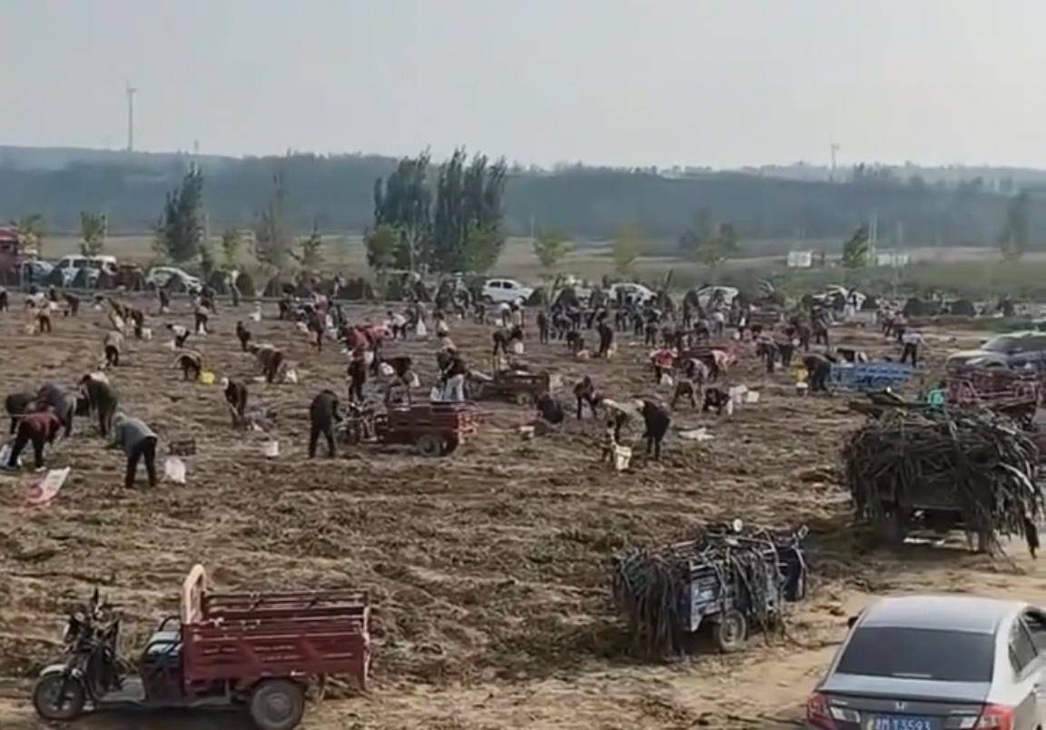 数百人冲进地里捡红薯<strong></p>
<p>BITOP</strong>，田主称是秋收剩下的，网友：免费翻地，利人利己