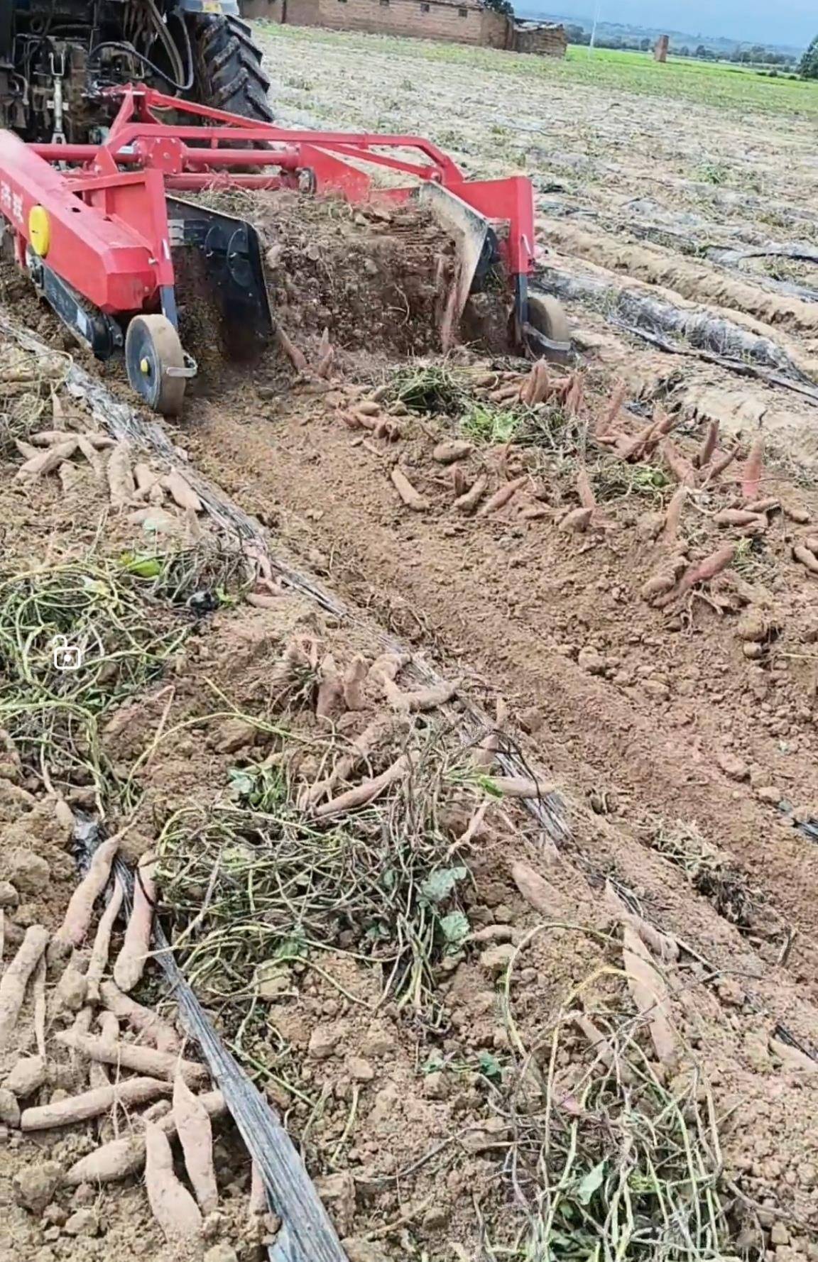 数百人冲进地里捡红薯<strong></p>
<p>BITOP</strong>，田主称是秋收剩下的，网友：免费翻地，利人利己