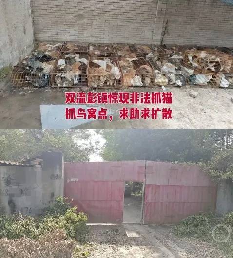“成都一空置房非法囤猫”？官方通报：共发现被困小猫102只<strong></p>
<p>BITOP</strong>，未发现虐猫行为