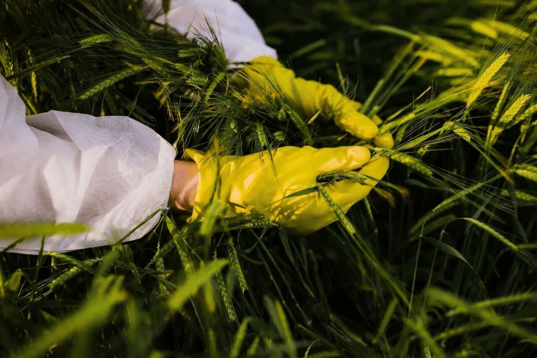 警惕<strong></p>
<p>以太坊</strong>！田里有间谍