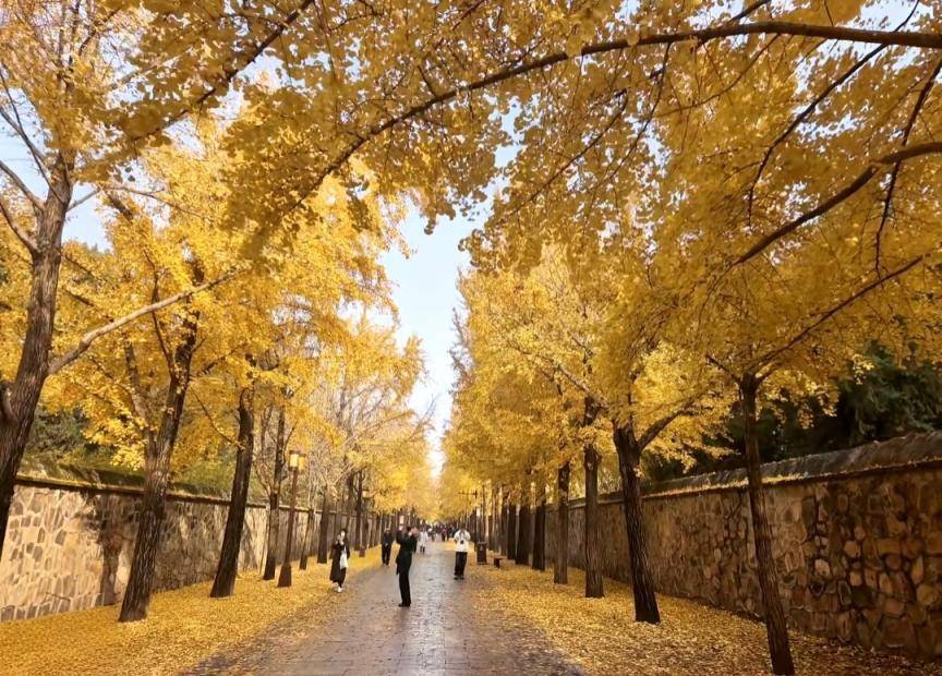 满大街都是银杏树<strong></p>
<p>中信证券</strong>，为什么还是濒危物种？