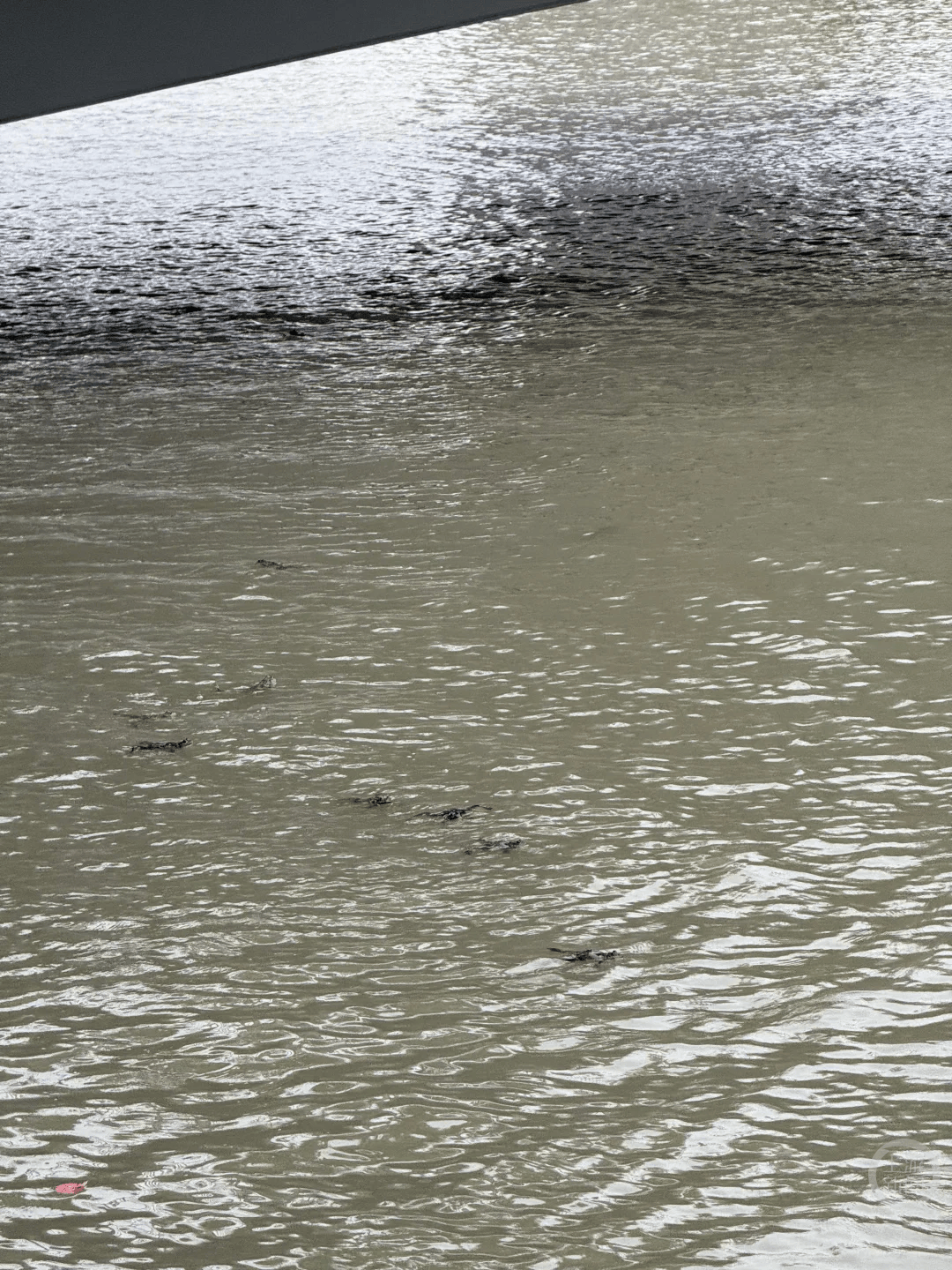 上海苏州河有人放生牛蛙？当地回应：严禁放生外来物种<strong></p>
<p>中信证券</strong>，市民可提供相关线索