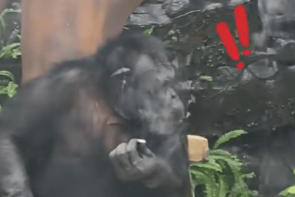 大猩猩抽烟手法娴熟？广西南宁动物园：从小在领养家庭学会抽烟喝酒<strong></p>
<p>方正证券独立交易软件</strong>，会派人制止