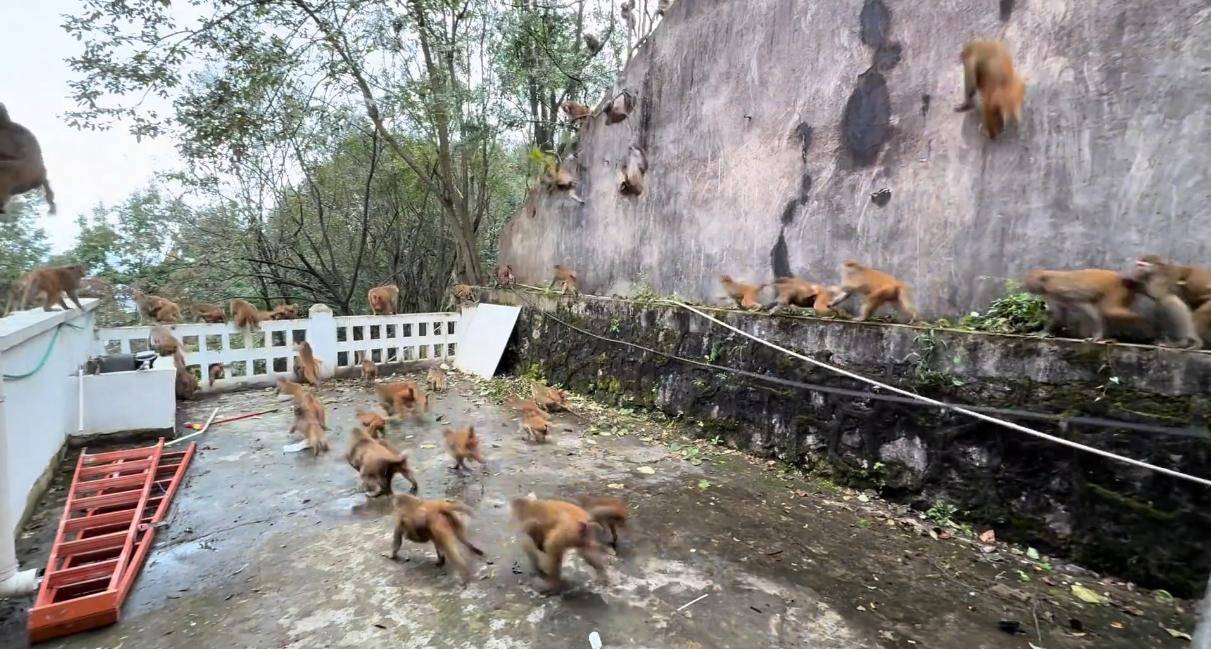 贵州黔灵山猴群一窝蜂冲下山<strong></p>
<p>盈透证券资金如何转出</strong>，网友称被吓得汗毛立起来！公园回应：猴群活动，很正常