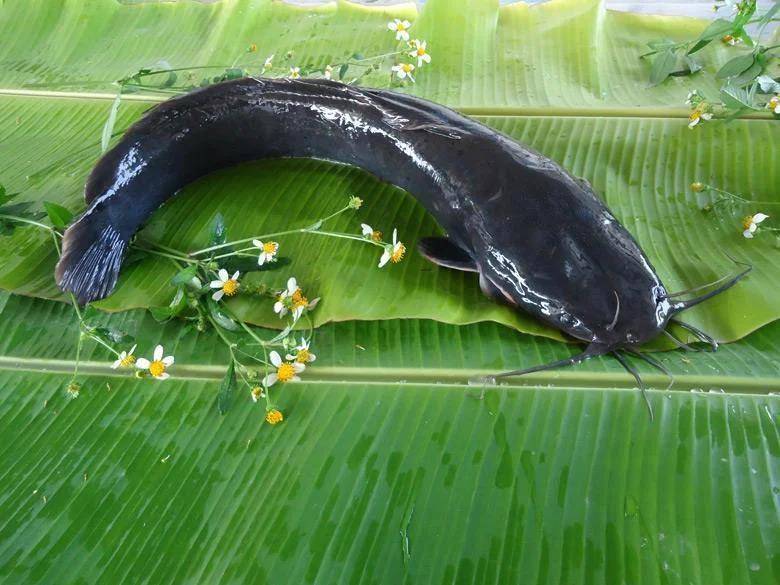 都江堰一水库被放生万斤外来物种埃及塘鲺？官方澄清：已进行阻止和打捞<strong></p>
<p>太平洋证券行情</strong>，经鉴定是本地八须鲶