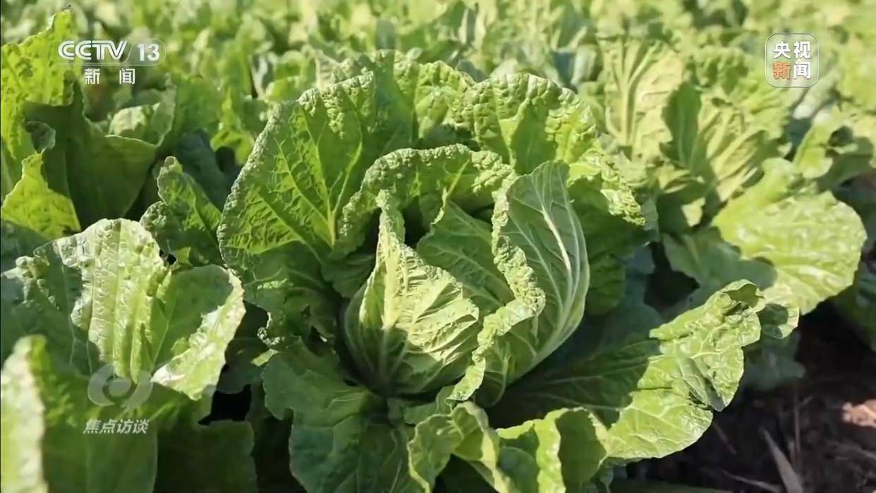 单棵售价超百元<strong></p>
<p>张家港中信证券招聘</strong>，起底“套牌白菜”背后的销售套路