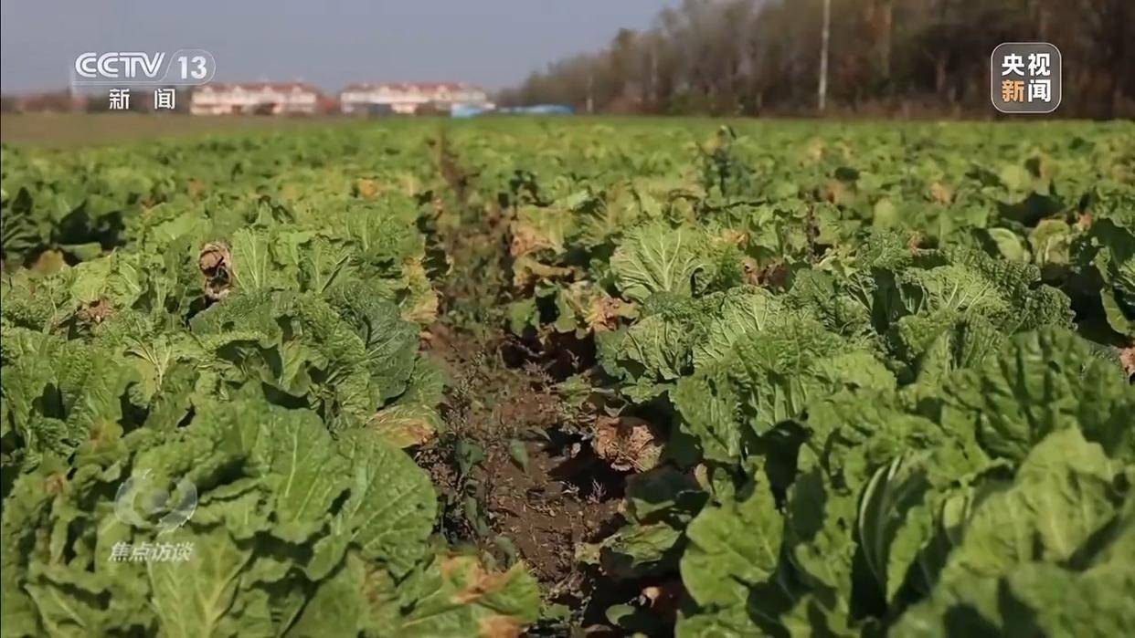 单棵售价超百元<strong></p>
<p>张家港中信证券招聘</strong>，起底“套牌白菜”背后的销售套路