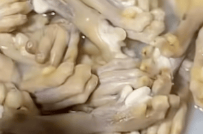 湖南一烧烤店直播煮动物爪子引争议<strong></p>
<p>证券公司上市时间排名</strong>，涉事商家回应