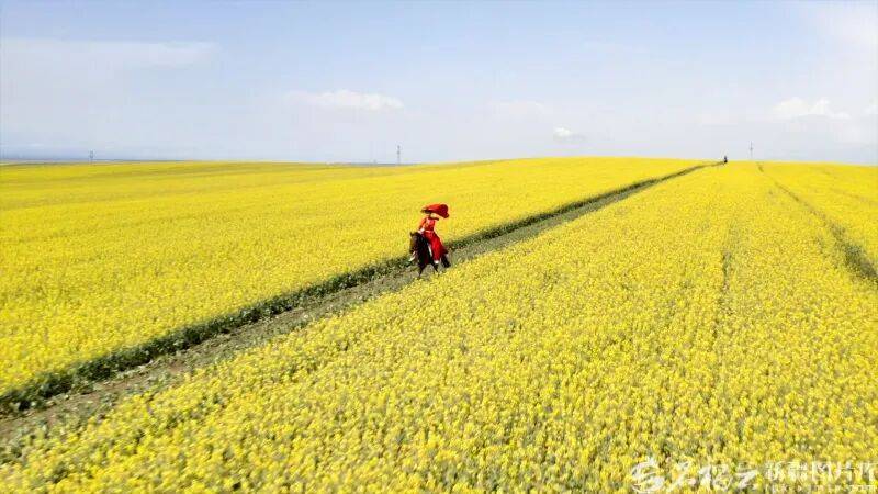 贺娇龙已安葬于昭苏公墓<strong></p>
<p>中原证券官网教育</strong>，其父亲亦葬于此地