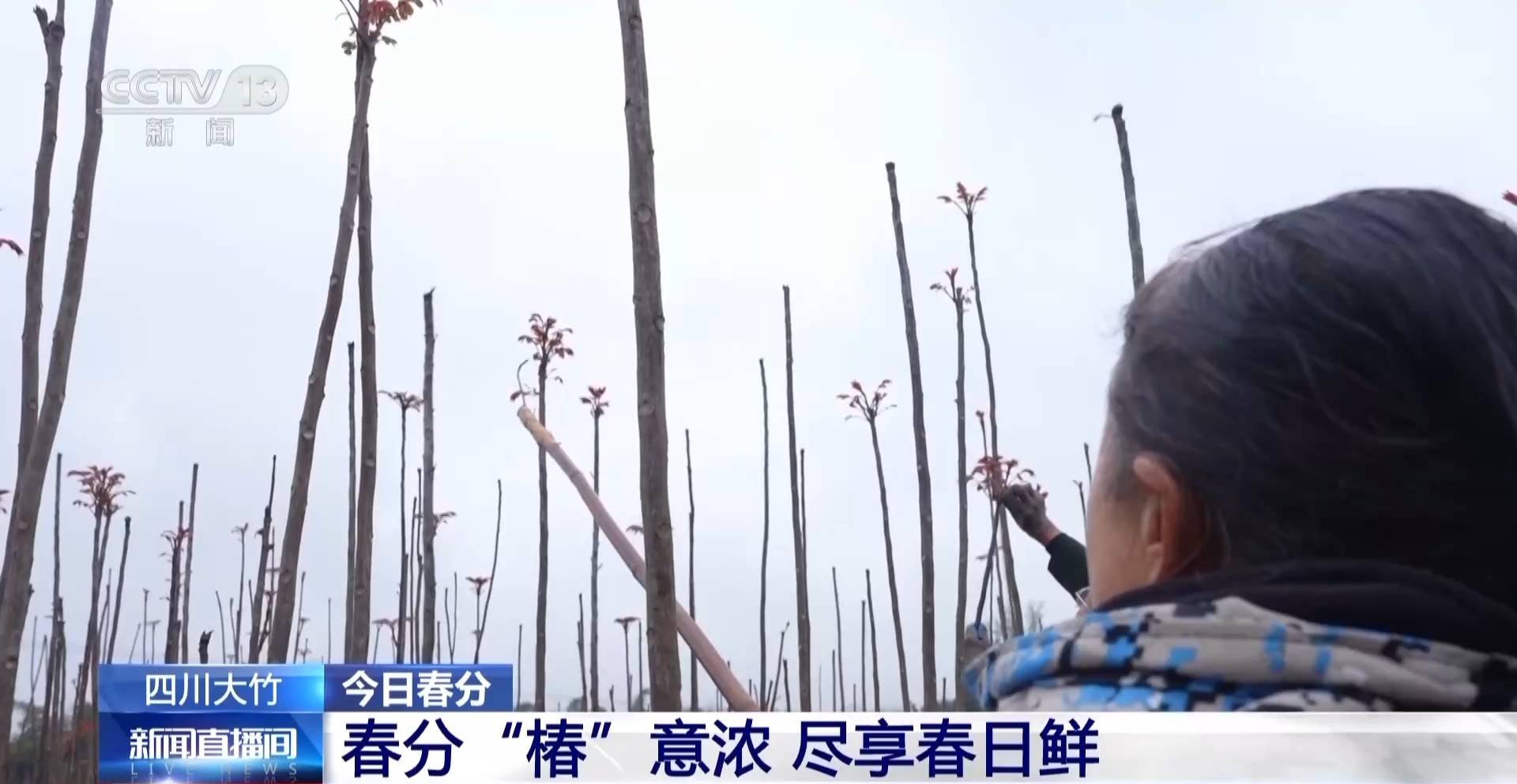 蒸、煎、拌、酿……一口鲜菜如何“锁”住春天<strong></p>
<p>齐鲁证券营业部代码</strong>？