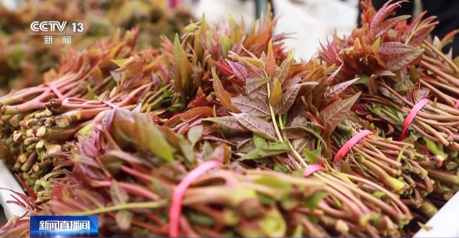 蒸、煎、拌、酿……一口鲜菜如何“锁”住春天<strong></p>
<p>齐鲁证券营业部代码</strong>？